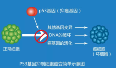 卫士-抑癌**
检测 卫士-抑癌**
检测